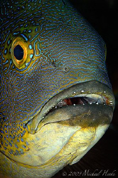 Midnight snapper (Macolor macularis). Nikon D300, 105mm, ... by Michael Henke 